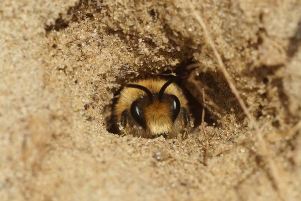 Closeup Male Early Cellophane Bee Colletes Cunicularius Peaking Out Underground — 图库照片