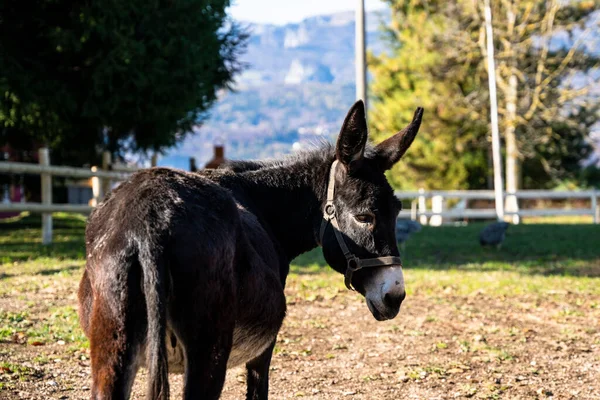 Donkey Farm Asiago Northeastern Italy — 图库照片