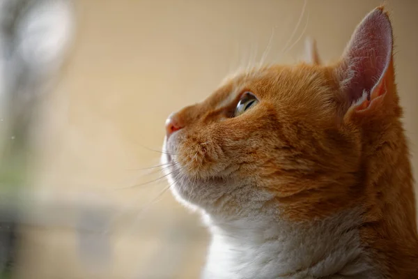 Gros Plan Chat Roux Sur Une Chaise Dans Appartement — Photo