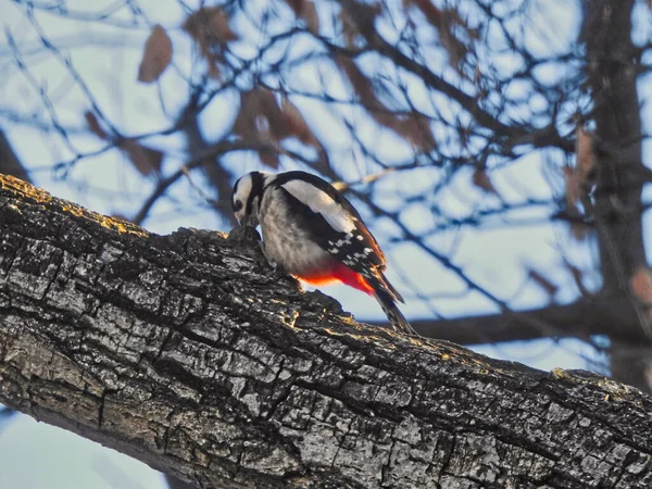 Primer Plano Gran Pájaro Carpintero Moteado Posado Sobre Árbol Bajo —  Fotos de Stock