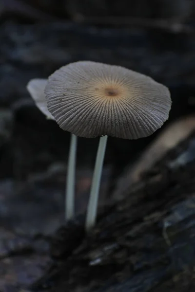 Tiro Seletivo Foco Cogumelos Selvagens Floresta — Fotografia de Stock