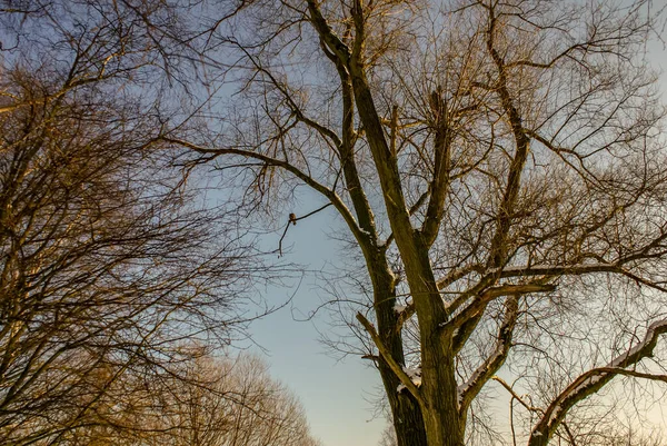 Low Angle Shot Tall Trees Bare Branches Winter — Fotografia de Stock