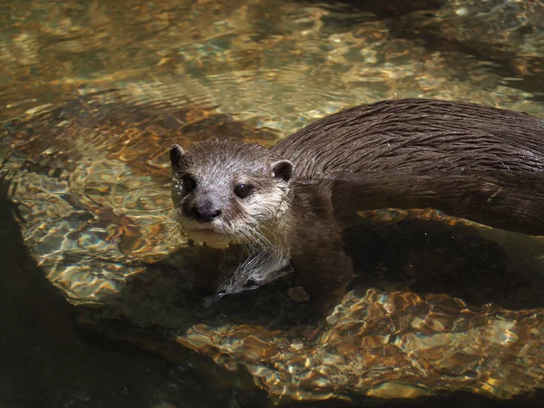 Closeup Shot North American River Otter — Foto Stock