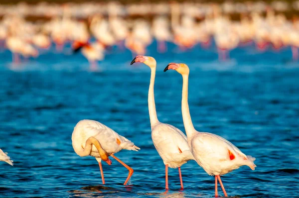 Fenicotteri Phoenicopterus Roseus Una Palude Acqua Passeggiando Mangiando Nel Delta — Foto Stock