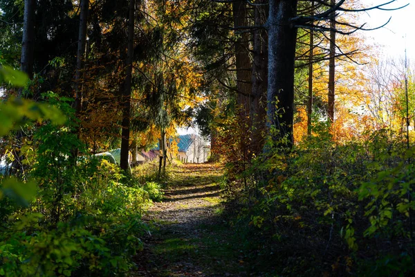 Beautiful View Path Surrounded Trees Asiago Northeastern Italy — Stockfoto