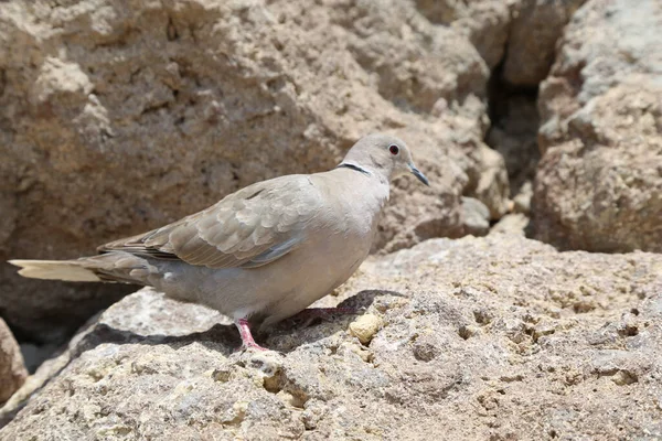 Small Eurasian Collared Dove Rocky Coast Summer — Stock Photo, Image