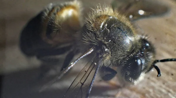 Zbliżenie Pszczoły Rozmytym Tle — Zdjęcie stockowe