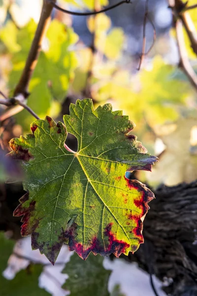 Les Feuilles Vertes Raisin Dans Les Vignobles Début Automne Région — Photo