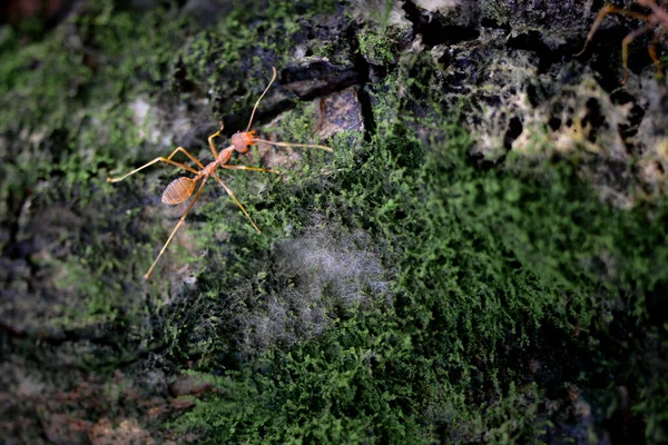 Primer Plano Hormigas Tejedoras Suelo Húmedo Bosque Tropical — Foto de Stock