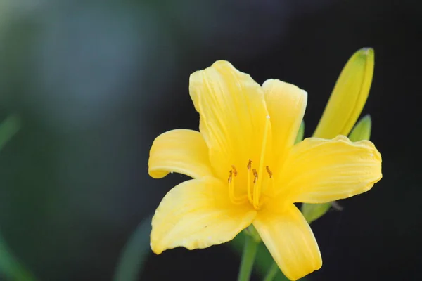 背景がぼやけている黄色のスイレンの花のクローズアップショット — ストック写真