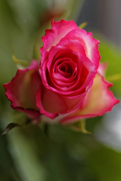 Μια Κάθετη Λήψη Ενός Ροζ Τριαντάφυλλου Έναν Κήπο Κατά Διάρκεια — Φωτογραφία Αρχείου