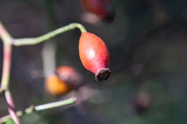 Une Prise Vue Sélective Des Bourgeons Plantes Orange Piracanta Dans — Photo