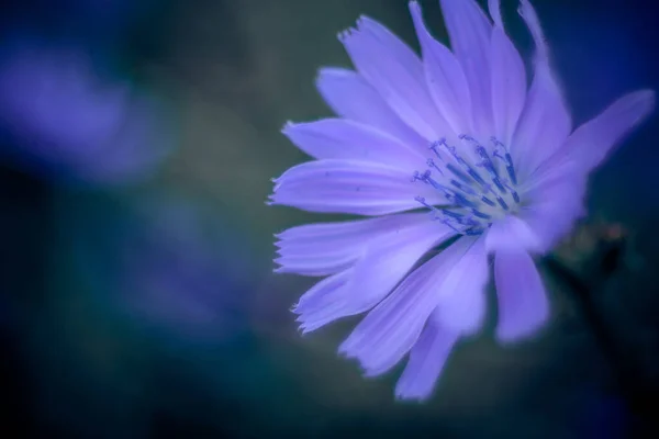 Mise Point Sélective Une Fleur Chicorée — Photo