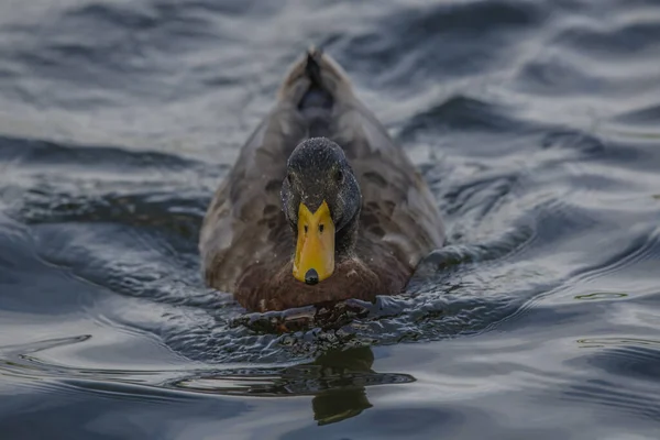 Closeup Shot Mallard Duck Floating Lake — Stockfoto