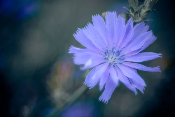 Een Selectieve Focus Shot Van Een Chicory Bloem — Stockfoto