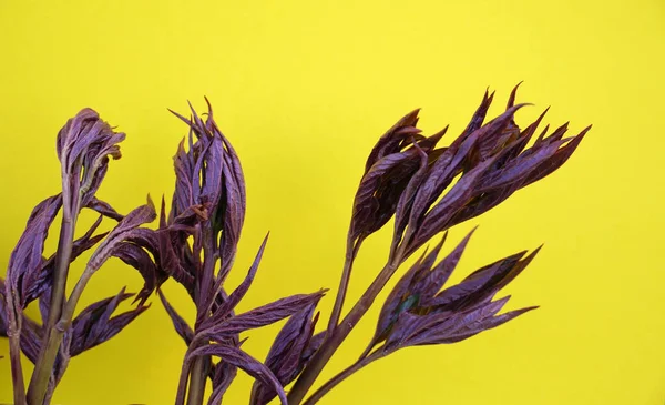 Sarı Arka Planda Izole Edilmiş Şakayık Yapraklarının Yakın Plan Çekimi — Stok fotoğraf