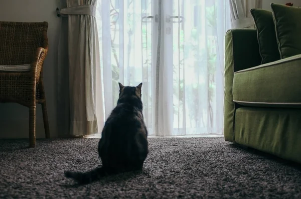 Een Schattige Huiskat Zit Naast Bank Een Woonkamer — Stockfoto