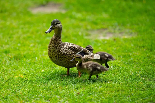 Duck Familien Spiser Havregryn Hagen Vår Hver Dag – stockfoto