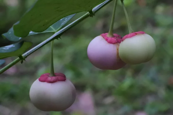 Selective Focus Shot Fruits Katuk Sauropus Androgynus — Stockfoto