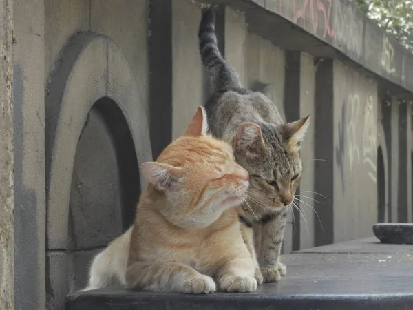 可愛い猫2匹が大理石のベンチで抱き合って — ストック写真