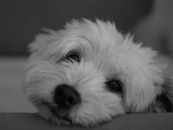 Серый Снимок Милой Мальтийской Собаки Смотрящей Камеру — стоковое фото