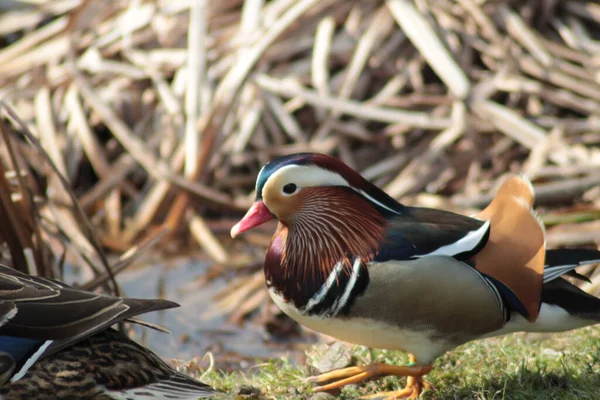 Closeup Shot Mandarin Duck Forest Day Stock Image