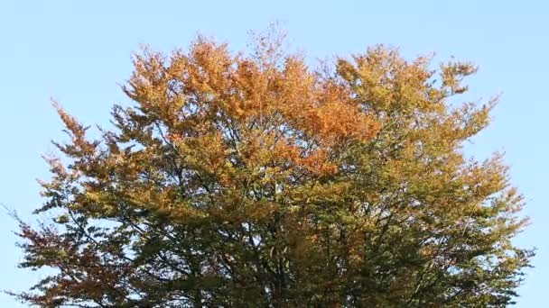 Belo Tiro Árvores Coloridas Outono — Vídeo de Stock