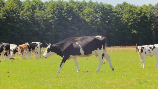 풍경에서 소들의 — 비디오