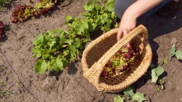 Young Woman Red Cabbage Garden — Stock Video
