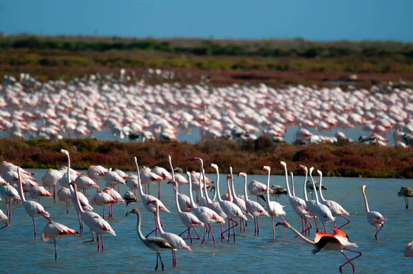 Veel Flamingo Phoenicopterus Roseus Lopen Een Moeras Het Water — Stockfoto
