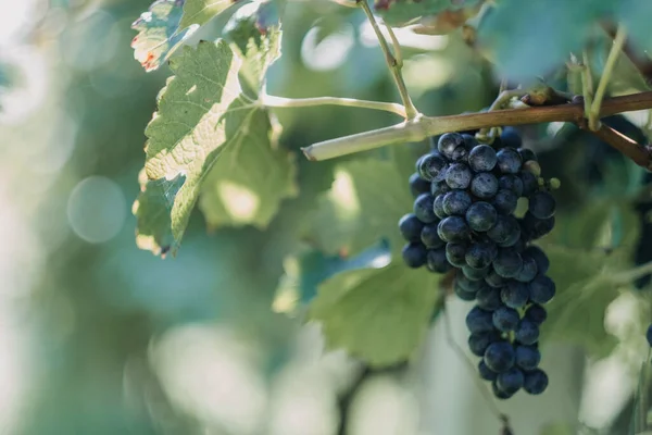Неглубокий Фокус Ветви Черного Винограда Боке — стоковое фото
