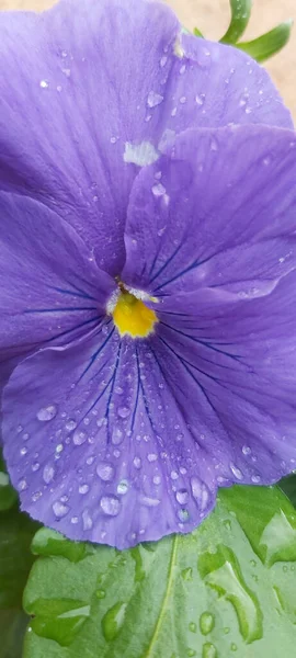 Bel Macro Colpo Gocce Acqua Sui Petali Foglie Fiore Viola — Foto Stock