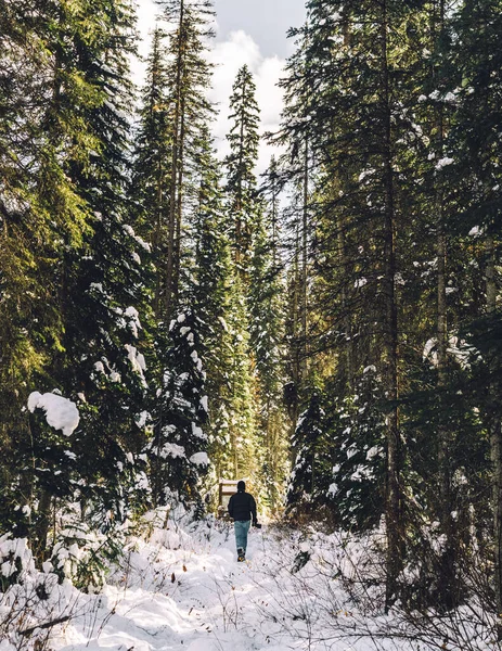 Hermoso Paisaje Bosque Cubierto Nieve — Foto de Stock