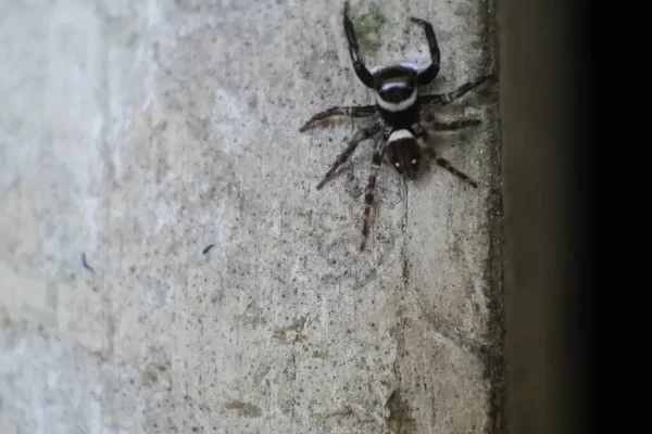 Spider Crawling Stone — Stock Photo, Image