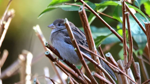Closeup Shot Small Grey Warbler Perched Branch Forest — Fotografia de Stock