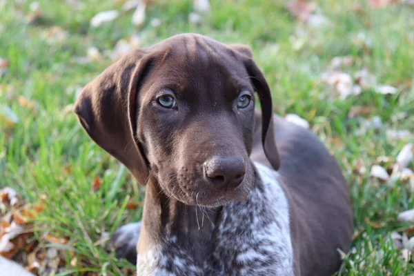Closeup German Shorthaired Pointer Puppy Lying Resting Outdoors — Stock Photo, Image