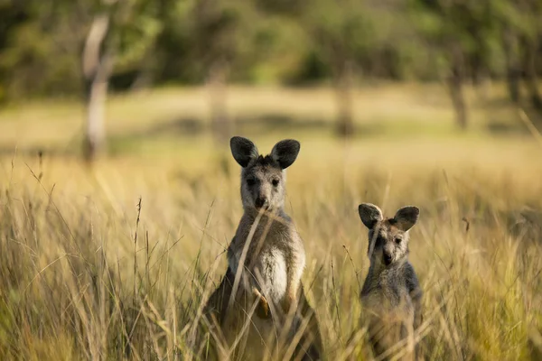 Selective Focus Shot Kangaroos Field Daylight — Foto Stock