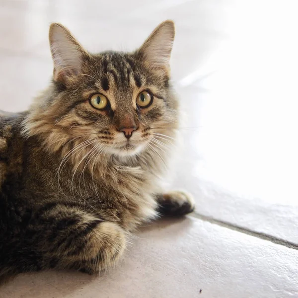 緑の目をした可愛い縞模様の猫のクローズアップ — ストック写真