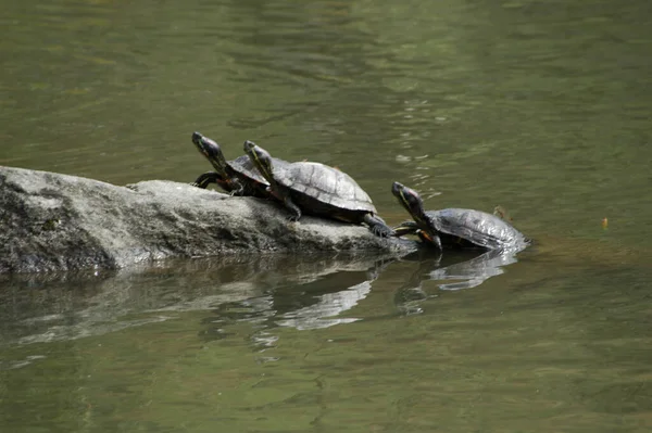 Tres Tortugas Que Salen Del Lago — Foto de Stock