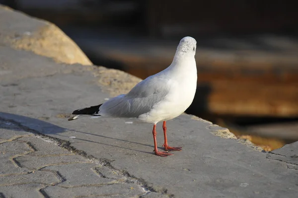 Close Shot White Bird Seagull Standing Stone Blurred Background — Stock Photo, Image