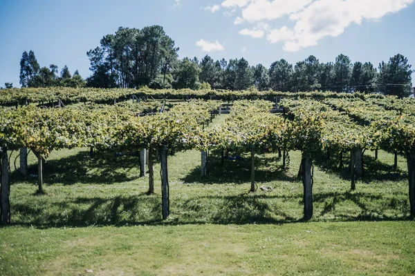 Een Prachtig Uitzicht Een Wijngaard — Stockfoto