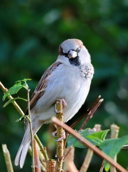Vertical Selective Focus Small House Sparrow Perched Branch Forest — Stockfoto