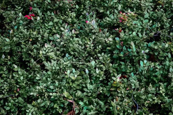 Een Dichte Struik Met Kleine Kleurrijke Bloemen Donkergroene Bladeren Een — Stockfoto