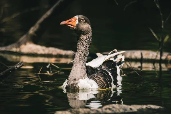 Een Prachtig Uitzicht Een Eend Drijvend Het Meer — Stockfoto