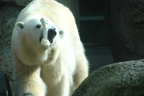 Bellissimo Scatto Orso Bianco Nel Suo Habitat — Foto Stock