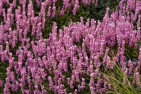 Beau Cliché Fleurs Violettes Dans Jardin Pendant Journée — Photo