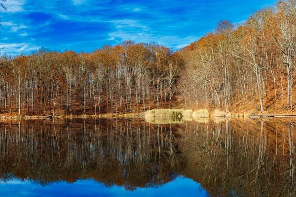 Jezioro Otaczającymi Gołymi Drzewami Jesienny Poranek — Zdjęcie stockowe