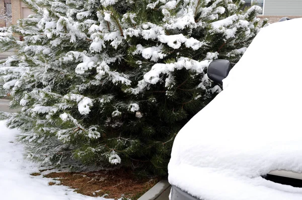 Ένα Όμορφο Πλάνο Ενός Αυτοκινήτου Και Ένα Έλατο Καλυμμένο Χιόνι — Φωτογραφία Αρχείου