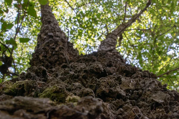 Una Hermosa Toma Ángulo Bajo Dos Árboles Del Tallo — Foto de Stock