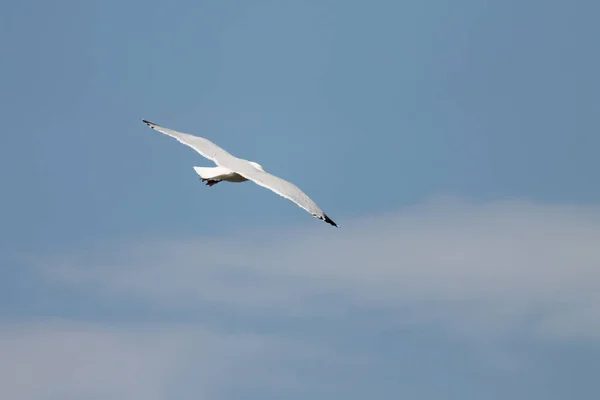 Живописный Вид Летящую Голубом Небе Морскую Чайку — стоковое фото
